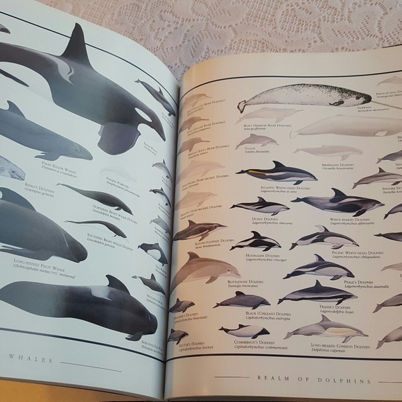 *SOLD* WHALES DOLPHINS AND PORPOISES 1995 HARDCOVER - Picture 9 of 9